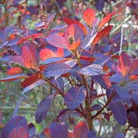 cotinus